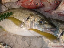 Fisch mit klaren Augen für Ucha