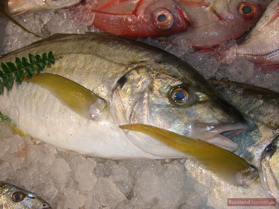 Fisch mit klaren Augen für Ucha