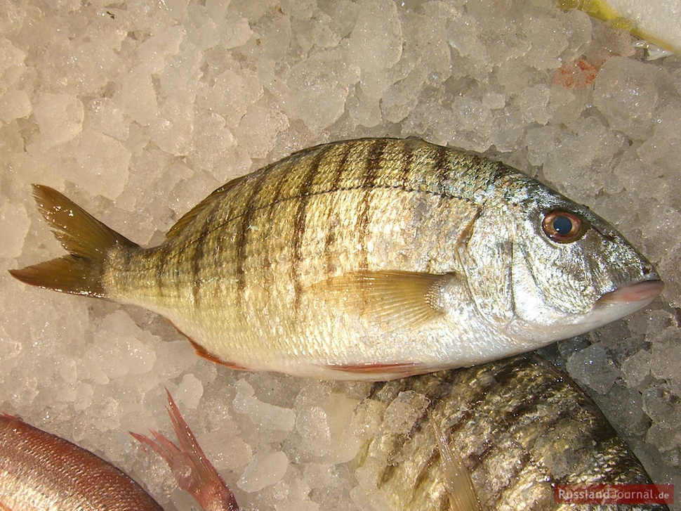 Fisch für Ucha schnell zubereiten