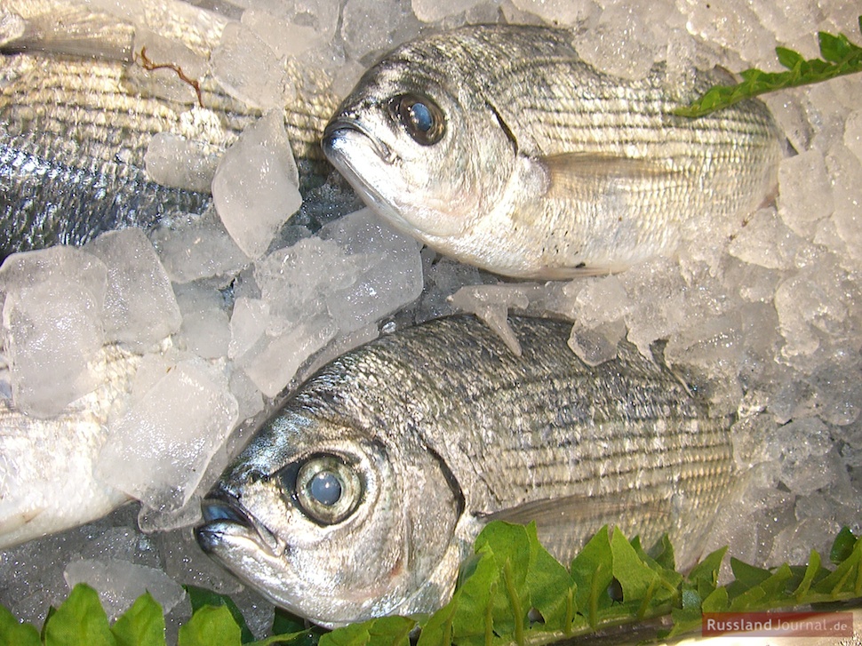 Frischer Fisch für Ucha