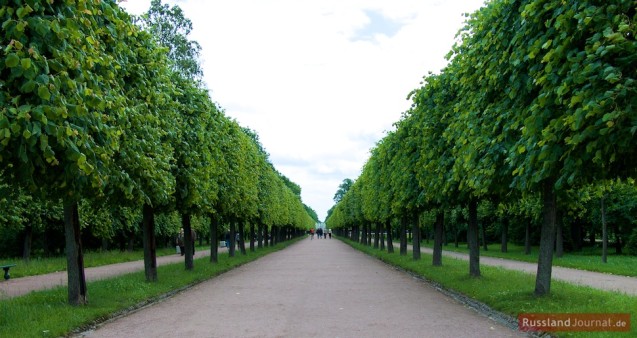 Eine Allee im Unteren Park in Peterhof