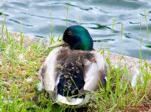 Ente am Teich bei den Volieren