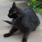 Katze