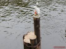 Die Figur des Hasen links von der Johannesbrücke