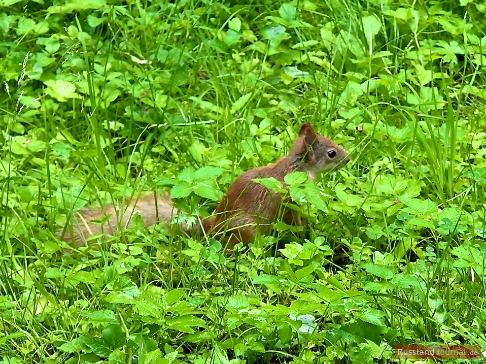 Eichhörnchen