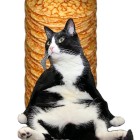 Katze sitzt vor einem Stapel Pfannkuchen Blini