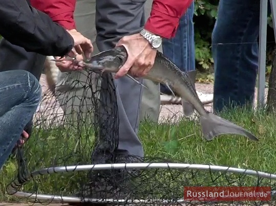 Stör aus dem großen Teich von Marly