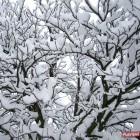 Baum im Schnee