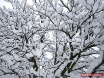 Baum voll Schnee