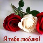 Drei Rosen mit Text "Ich liebe dich" auf Russisch
