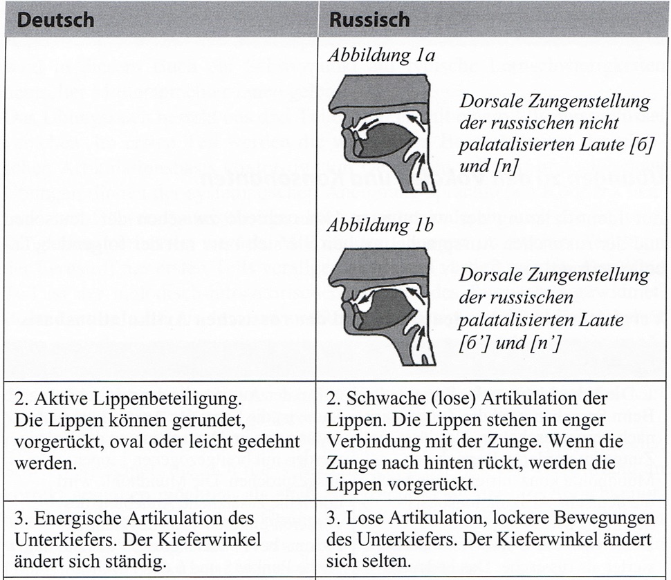 Abblildung der Sprechorgane bei der Artikulation der russischen Laute b und p, Lippenbeteiligung, Unterkiefer