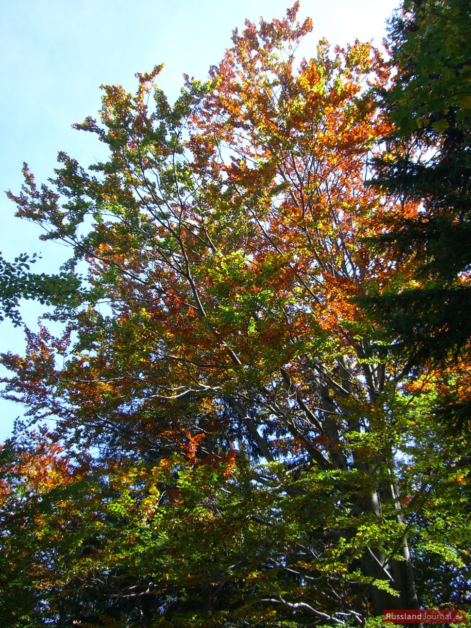 Bäume im Herbst