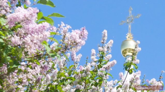 Flieder in Blüte beim Smolny Kloster in St. Petersburg