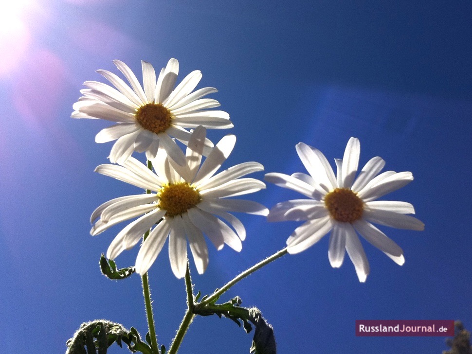 Drei Gänseblümchen