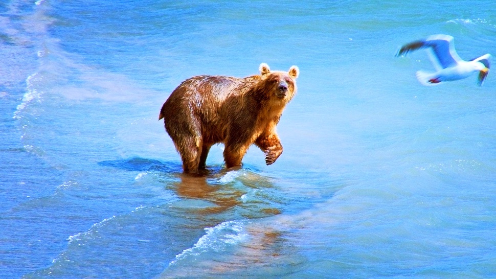 Braunbär im Wasser