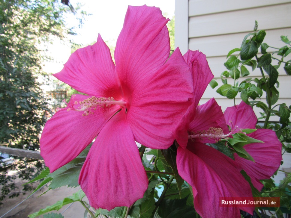 Hibiskus