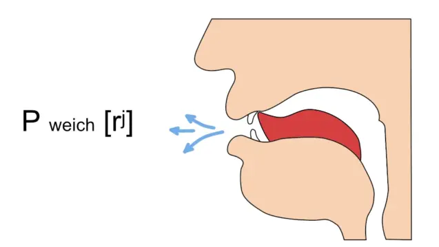Zungenstellung beim weichen russischen Р: Angehobene Zungenspitze hinter den Frontzähnen mit gewölbtem Zungenrücken.